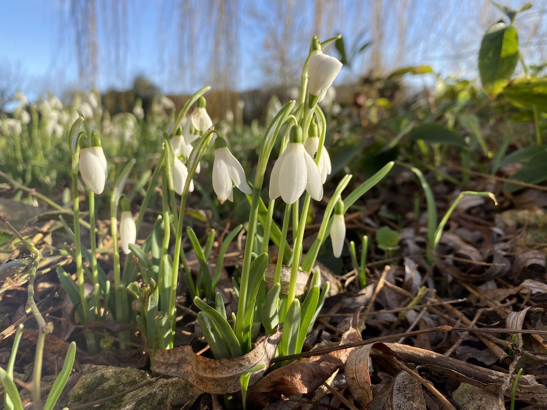 The menopause’s baby sister